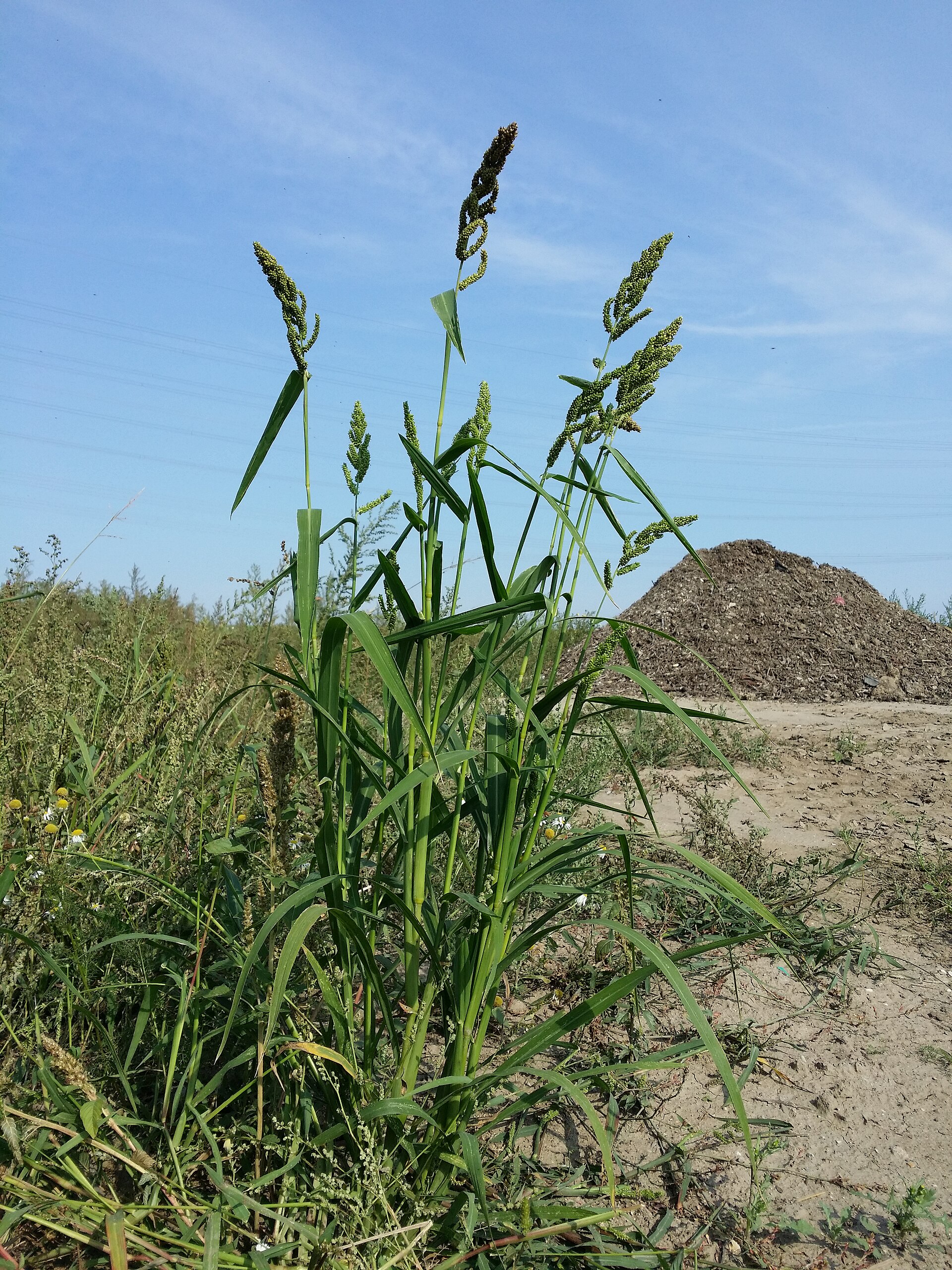 Barnyard — Echinochloa
