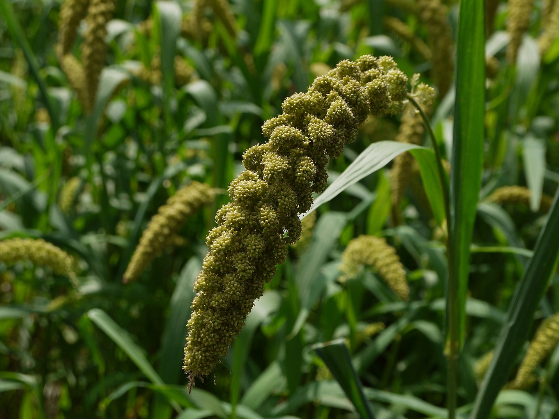 Foxtail — Setaria italica