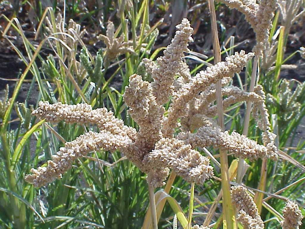 Ragi — Finger millet